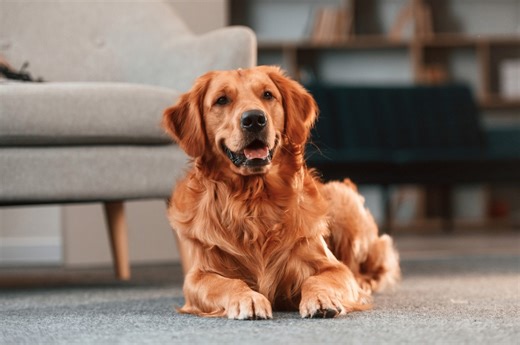Golden Retriever Takes on the Spatula Flip Challenge and the Bloopers Are Priceless