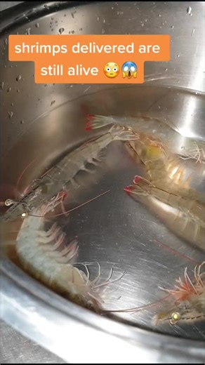 The Challenge of Cooking Live Shrimp