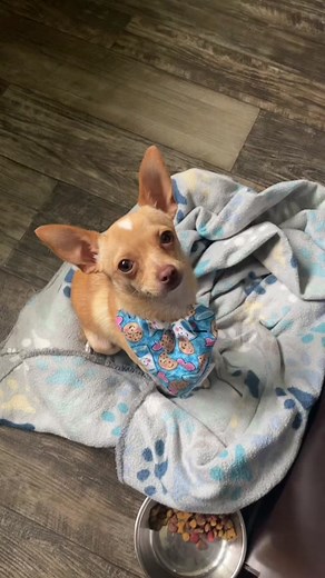 I AM CHI WA WA - Cute Chihuahua TikTok Compilation