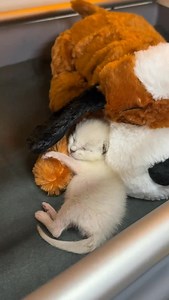 Noble… quite possibly the cutest kitty in the whole world. 🥰… #davidloop65 #cat #catlife #catlover #kitten # | David Loop