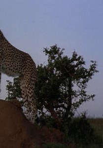 Wonderful World S01:E20 - Bugs (Pt. 2)