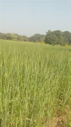 gehun ki fasal