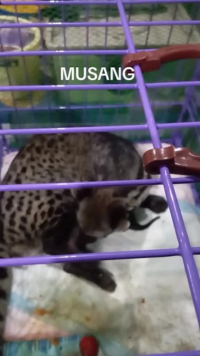 Musang vs Alamid: Understanding the Difference and the Importance of Wildlife Rescue