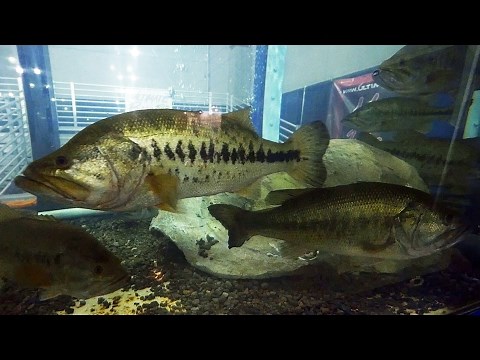 How To Catch The Biggest Fish In The Lake | Full Seminar 2017
