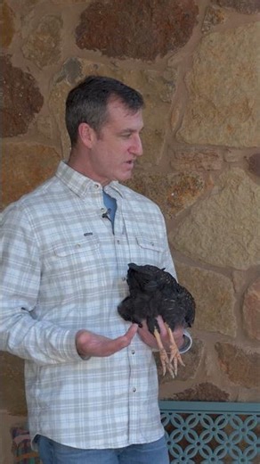 Backyard Chicken Prolapse Vent