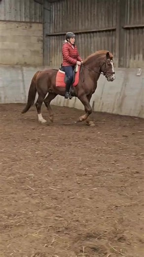 Freiberger International on Reels