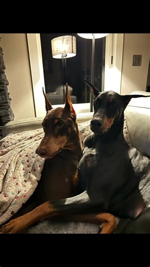 Train the Trainer: Tips for Success with Dobermans