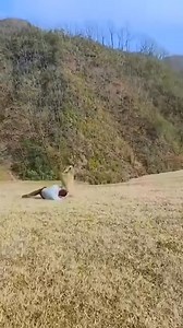 334K views · 1.5K reactions | First day at the farm  | Hot Ideas | Facebook