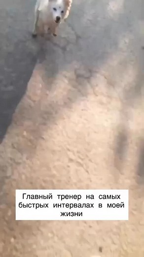 Такие наставники заложили нашу базу в беге 😅 Приходилось убегать от собак? | RussiaRunning