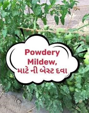 Effects of powdery mildew disease on plants #agriculture #kisan #farming#agriculture #kisan #plants
