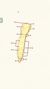 15K views · 261 reactions | Sternum 嗢 #anatomy #sternum | Dr. Ishtiaque Arafat | Facebook