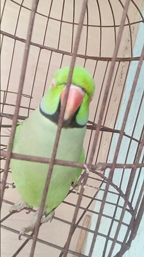 The Fascinating Lives of Talking Parrots