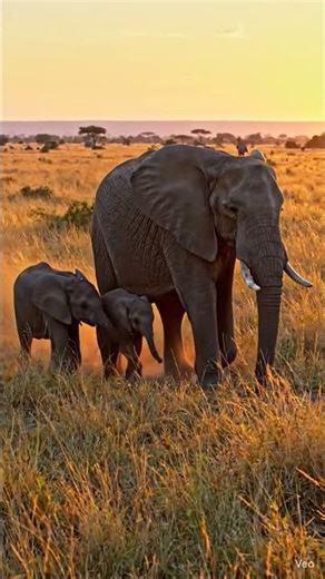 cute elephant,#cute #jumbo #curious #love #jungle #elephant