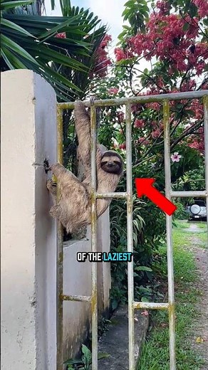 Top 5 Laziest Animals in the World