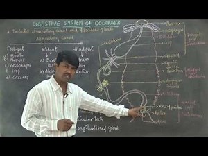 Digestive system of Cockroach by Thirupathi Reddy sir