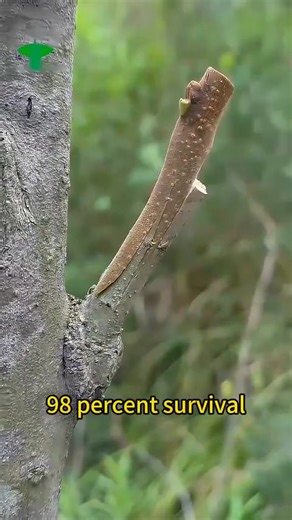 81K views · 506 reactions | Easy Persimmon Grafting Tricks with High Survival Rateplanting planttips #agriculture #grafting # garden #plantup | Farmer1 | Facebook