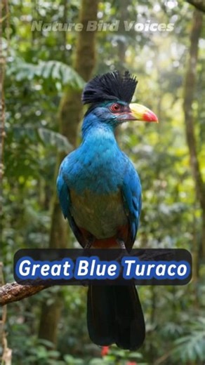 Great Blue Turaco #birds #birdsongs