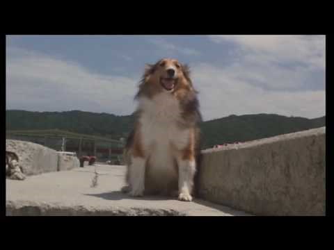 映画「マリリンに逢いたい」予告編・エンディング