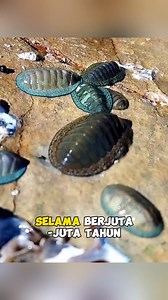 89K views · 1.2K reactions | Chiton | Salah satu moluska tertua di bumi‼️ | Tag: #chiton #Polyplacophora #chitonidae #mollusca #moluska #wildlife #wildlifephotography #faktamenarik #faktaunikhewan #reelsvideo | Porco Project | Facebook