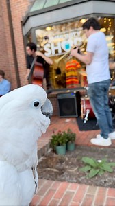 Yesterday, at an art walk, I stopped to listen to some live jazz music. You can see from my fluffenchops ( the raised feathers around my beak) that I really enjoyed it. #jazz #music #cockatoo #parrot #cockatoosofinstagram | Chris the Cockatoo