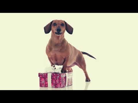 Dog Barking Dachshunds Barking - Sound Effect #soundeffect #freesoundeffects #dogsound