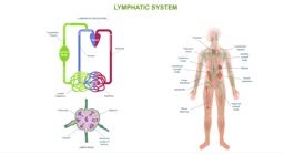 Human Lymphatic System Anatomy. Moving educational banner, diagram or...