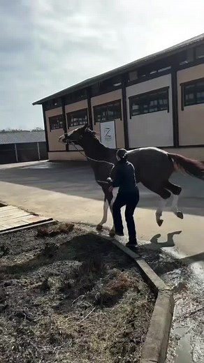 Legendary Dressage Stallion: The Story of Totilas