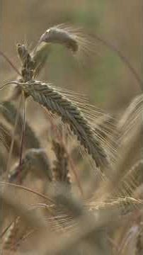 Three free vertical clips of farm crops moving in a light wind. Macro close-up view.