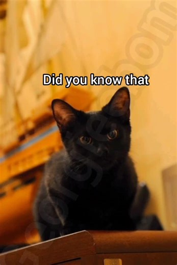 Apples, apple pie and apple shampoo #cat #funny #fyp #meme #georgieebom