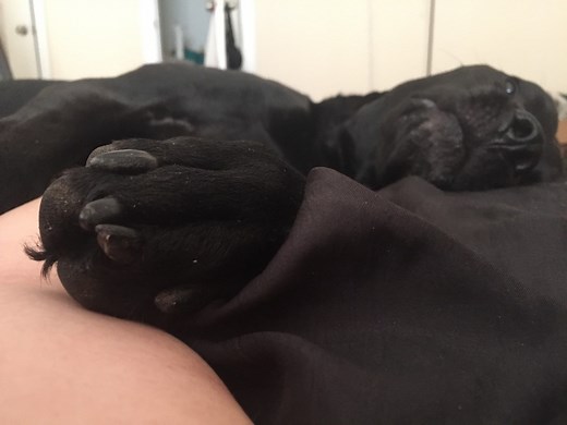 How to Prepare for a Euthanasia