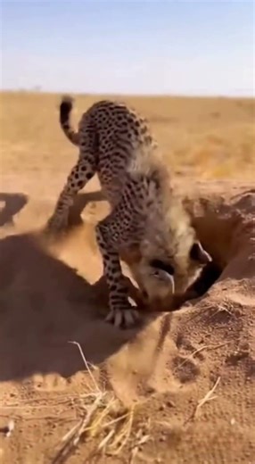 Python Ambush: A Split-Second Fight for Survival #snake #leopard