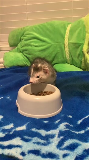 He really loves eating a bit to much-#bandit#fypシ#animal#ferret#