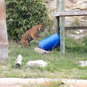 Ja’Malle can’t get enough of her barrels! 🐅🐅🐅 | San Antonio Zoo