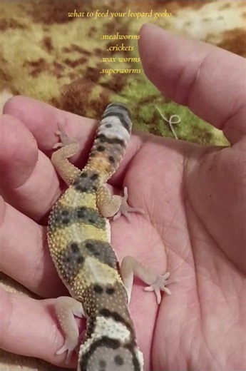 what to feed your leopard gecko.