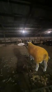 ✨TWILIGHT COVERAGE CONTINUES ! All looking forward to tomorrow night - sales commence 4.30pm 📸 💪🐑 prepped and ready to go - one of the entries from H Baxter 🎶! Keep the photos coming! Catalogue online - 350 head sell www.gisburnauctions.com #tupsforsale #RamPower #texel #sheepforsale | Gisburn Auction Mart