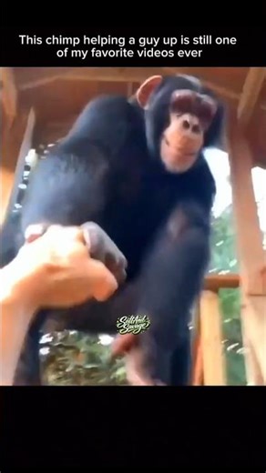 Incredible Chimp Lends a Helping Hand to Rescue Stranded Friend! 🤝🐒✨#funny #wholesome
