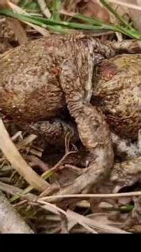 World frog day Światowy Dzień żaby Amplexus #wildlife #nature #naturesounds #worldfrogday