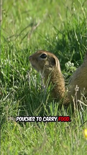 facts about gophers
