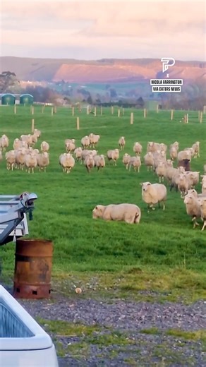 15K views · 299 reactions | Herding sheep isn't for everyone...  | Pubity | Facebook
