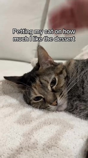 the ccc almost took her out 🍪#cats #catlover #funnycatsoftiktok #cattok | kuzcopluscleo