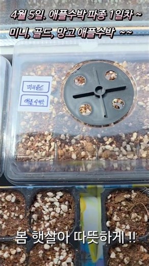 텃밭. 애플수박. 씨앗 발아 1일.