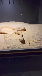 3.2K views · 35 reactions | Amazing Horned Viper says hi!...