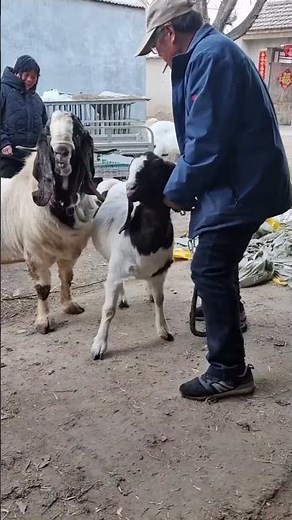 Baby Goats Playing – So Cute100