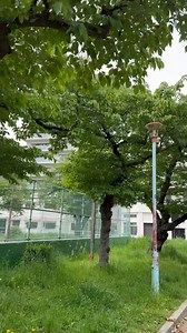 alasan orang jepang jarang memelihara pohon sakura di rumah dan penampakan pohon sakura setelah bunganya mekar dan habis berguguran menjadi hijau seperti ini | Gusti Putra