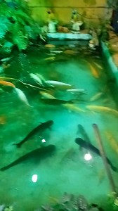 Que lindo | Moises Barbosa