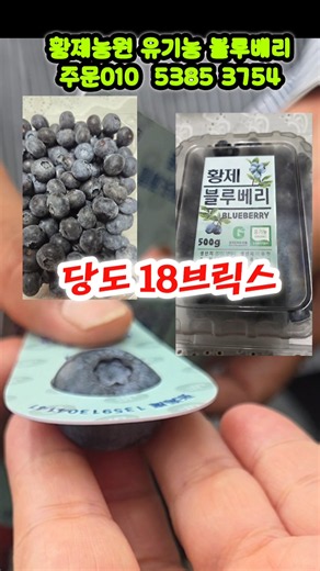 크기 22mm 당도 18브릭스 황제블루베리농원 주문 010 5385 3754