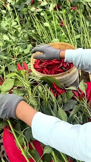 Chili pepper harvest