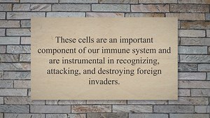 The role of white blood cells in immunity