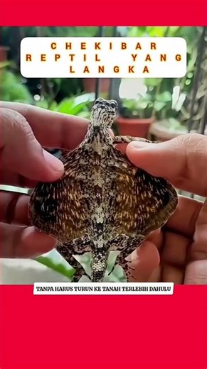 Cekibar#klarap#nagaterbang#atau#apa#draco#kadalterbang#bengkarungbersayap#