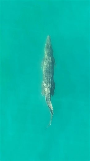 62K views · 1.5K reactions | Just under the surface. A beautiful Saltwater Crocodile swimming in the blue.  Cape Tribulation, Australia - Croc country. | Ocean Earth Studios | Facebook